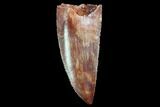 Serrated, Raptor Tooth - Very Large Specimen #87651-1